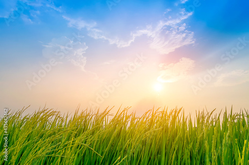 Beautiful rice plant with sunset sky background
