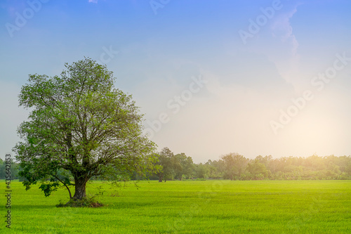 Big trees in the middle of the green fields in the evening