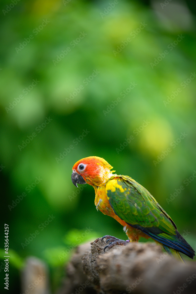 sun conure baby growth stages