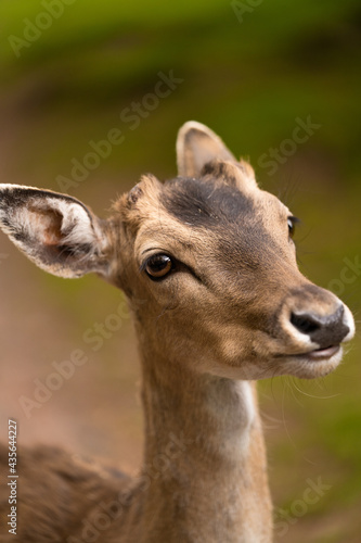 Wundersch  ne Reh bambi portrait