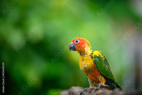 sun conure baby growth stages