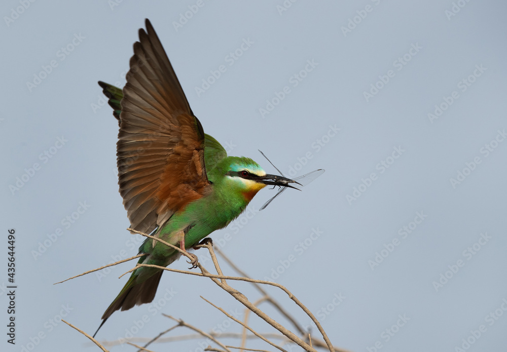 Obraz premium Blue-cheeked bee-eater with dragonfly at Asker marsh, Bahrain