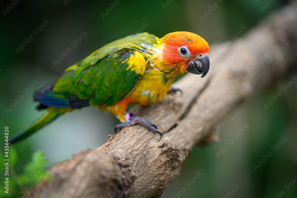 sun conure baby growth stages
