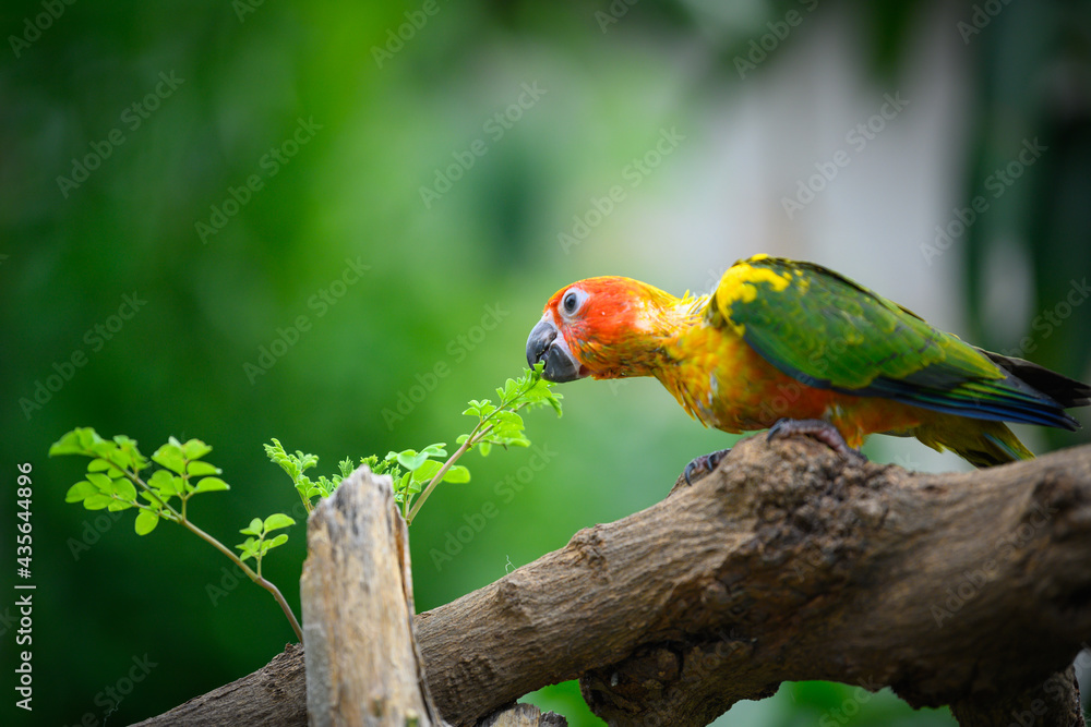 Naklejka premium sun conure baby growth stages