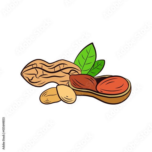 Vector colorful Nuts illustration, Peanut with leaves isolated on white background, hand drawn illustration. 