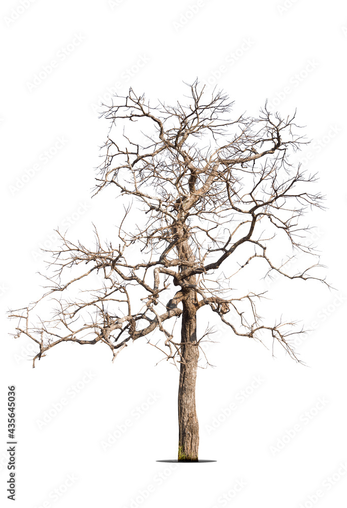 Dead tree isolated on a white background, clipping path. Dead tree isolated on a white background, clipping path.