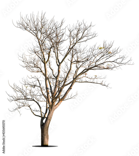 Dead tree isolated on a white background, clipping  path. © pornsawan