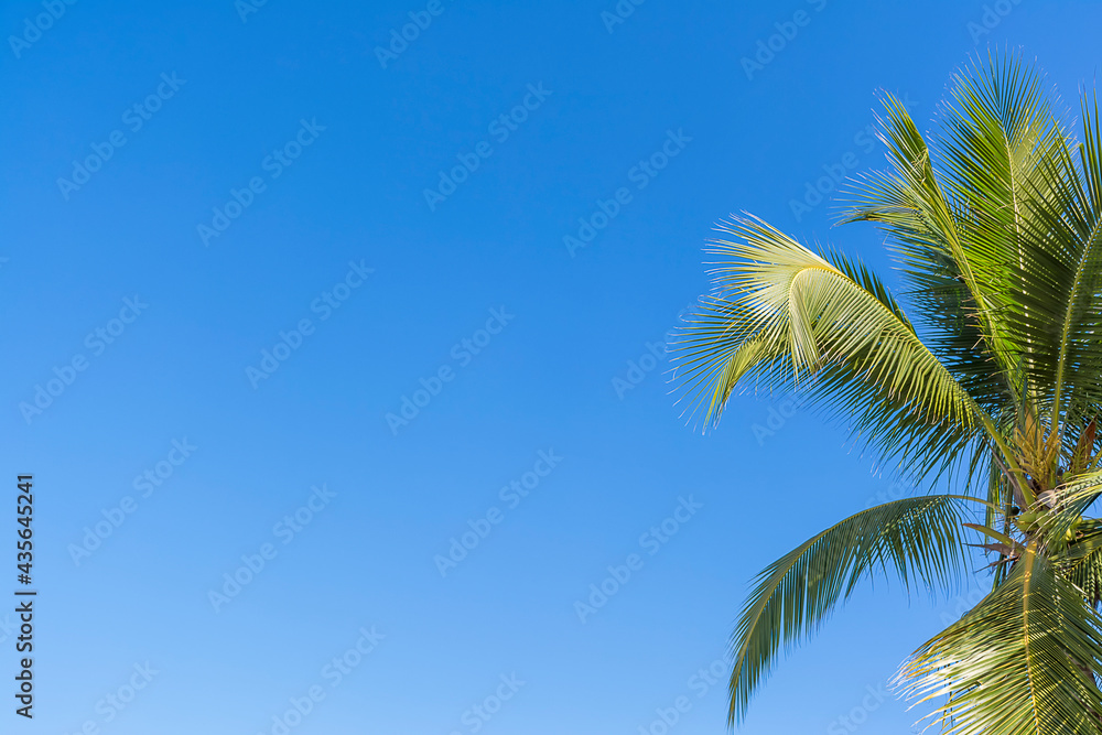 Coconut tree bright sky background, space for text