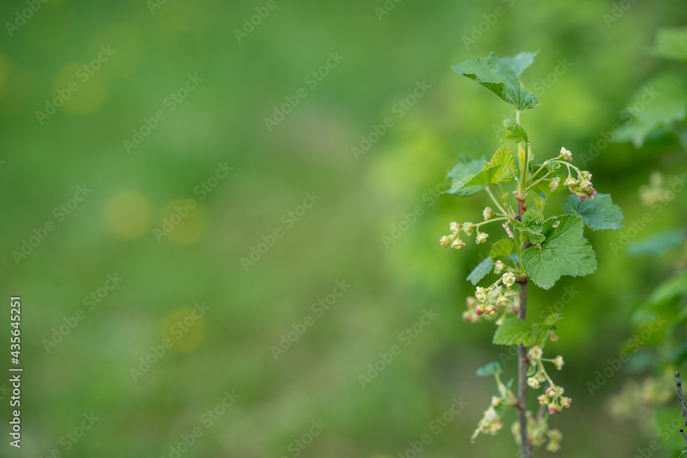 Beautiful background. A twig of a blossoming black currant on a background of green grass