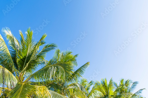 Beautiful coconut winds blazing bright sky background
