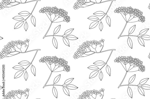 Sambucus or elderberry vector line seamless pattern with branches, leaves and berries color hand drawn illustration. Isolated on white background.