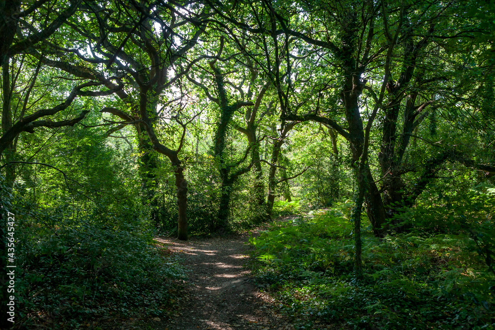 A beautiful woodland scene: Carter's Copse, Alver Valley, Gosport, Hampshire, UK A beautiful woodland scene: Carter's Copse, Alver Valley, Gosport, Hampshire, UK