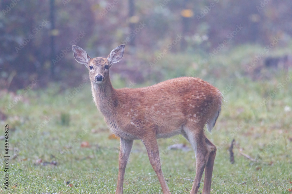 White-tailed Fawn (Odocoileus virginianus) with its head down in a pasture on a foggy morning during autumn. Selective focus, background blur and foreground blur
White-tailed Fawn (Odocoileus virginianus) with its head down in a pasture on a foggy morning during autumn. Selective focus, background blur and foreground blur