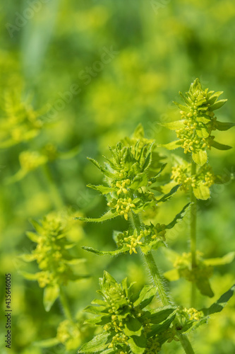Crosswort flower (cruciata laevipes). Use in traditional medicine as remedy for rupture, rheumathism, dropsy. Focus in the middle.
