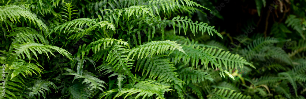 great green bush of fern in the forest.Ferns leaves green foliage. Tropical leaf. Exotic forest plant. Botany concept. jungles. great green bush of fern in the forest.Ferns leaves green foliage. Tropical leaf. Exotic forest plant. Botany concept. jungles.