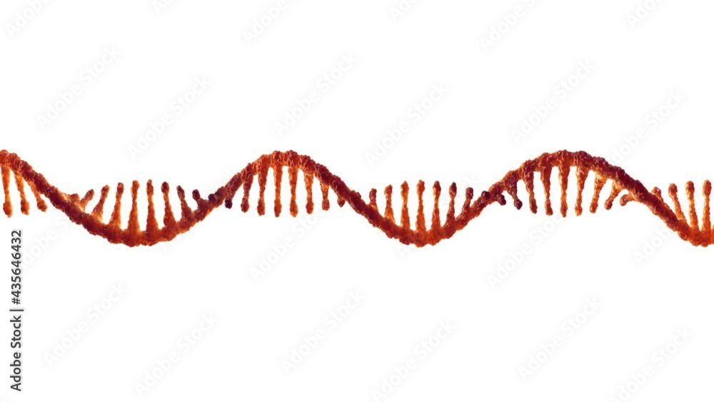 Animation of Single strand ribonucleic acid isolated on white. RNA ...