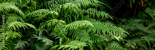 great green bush of fern in the forest.Ferns leaves green foliage. Tropical leaf. Exotic forest plant. Botany concept. jungles.