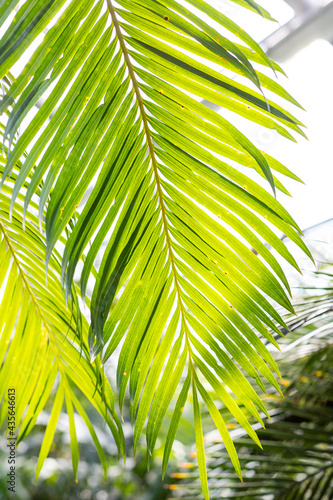 Sun over green palm leaf.Tropical palm leaves .Huge green leaves fanning out forming lush foliage. bright green coconut background.