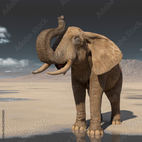 african elephant is doing a trumpet pose on desert after rain © DM7
