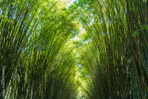 Bamboo forest beautiful in thailand