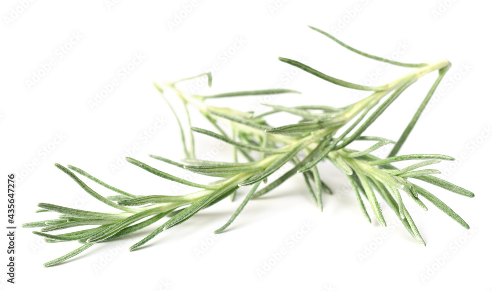 Fototapeta premium fresh curry plant isolated on white background