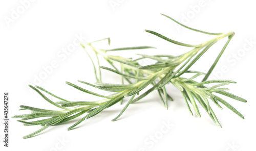 fresh curry plant isolated on white background