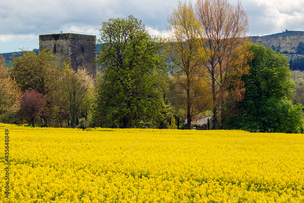 Yellow blooming rapeseed field with emerging towerhouse