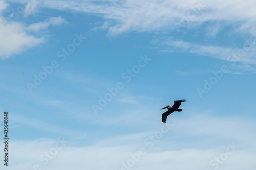 seagull flying in blue sky