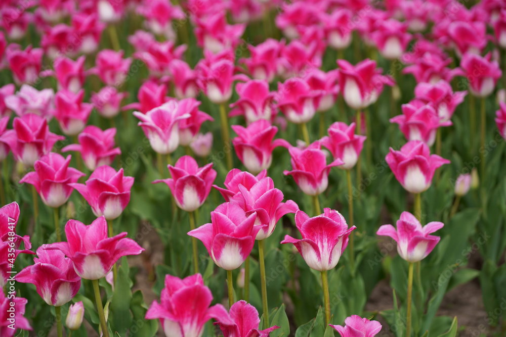 Ukraine. Kiev region. Dobropark. May 2021 Many beautiful colorful tulips with leaves. Photo with fresh spring flowers for any festive decoration Ukraine. Kiev region. Dobropark. May 2021 Many beautiful colorful tulips with leaves. Photo with fresh spring flowers for any festive decoration
