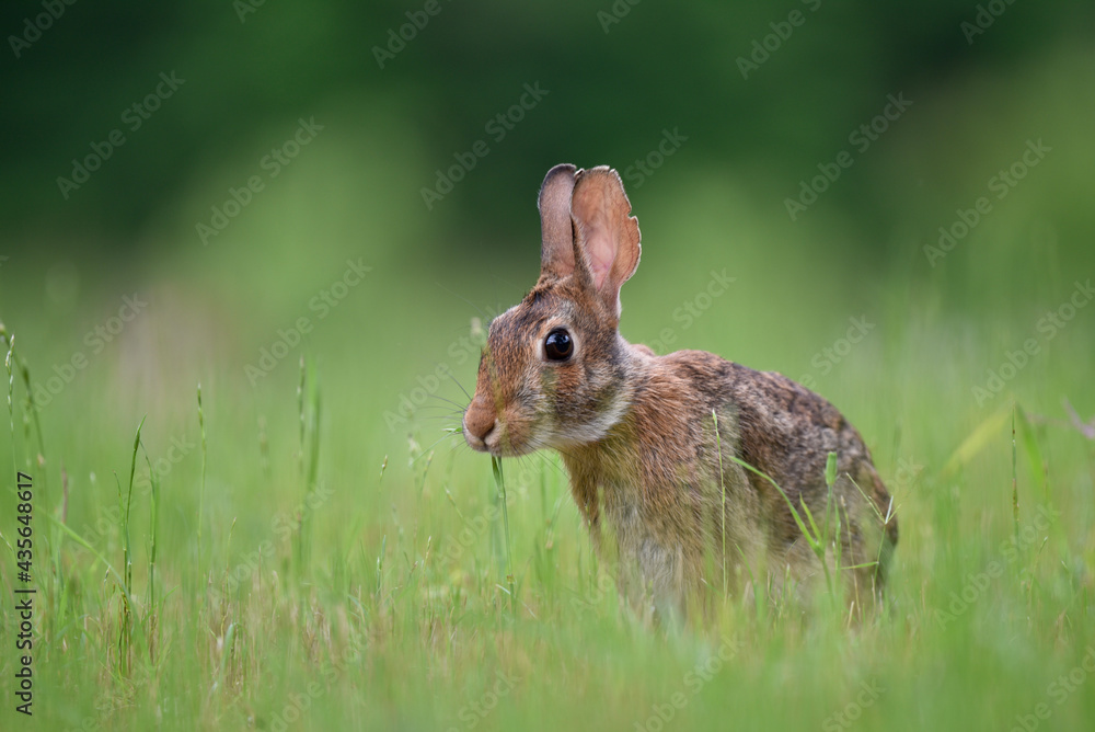 rabbit in the grass rabbit in the grass