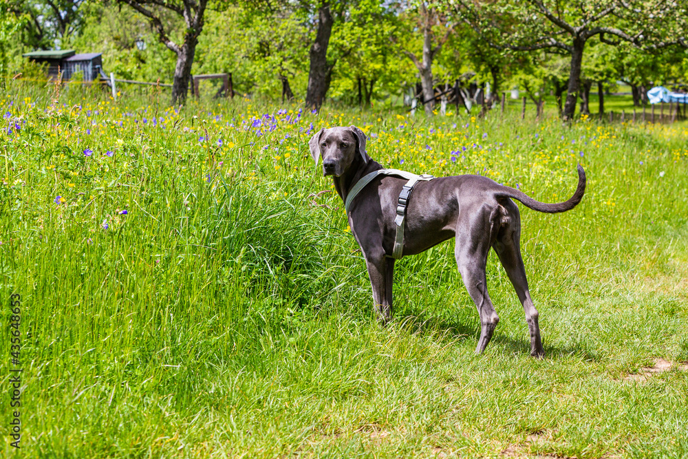 weimaraner pet dog stands beside a green meadow weimaraner pet dog stands beside a green meadow