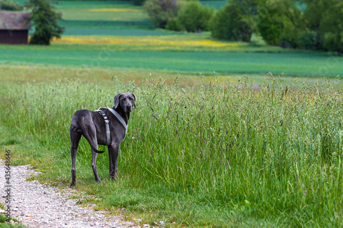 grey weimaraner pet beside a green meadow