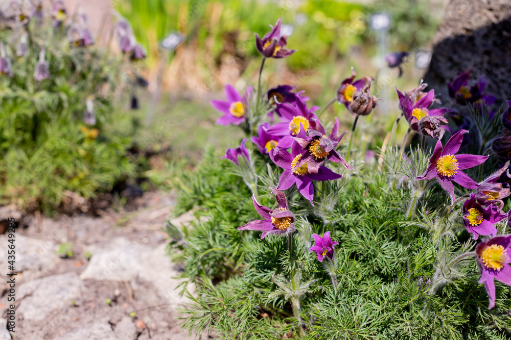 Obraz premium Close up of purple Pasque Flower ,Pulsatilla vulgaris.Dream-grass is the most beautiful spring flower. Pulsatilla blooms in early spring in the forest on a Sunny day.