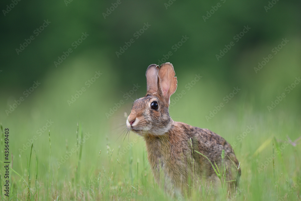 Fototapeta premium rabbit in the grass
