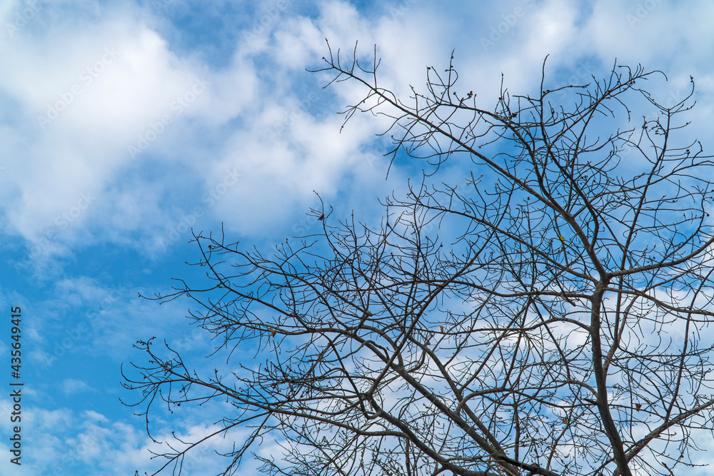 Top tree of dry wood with blue sky background Top tree of dry wood with blue sky background