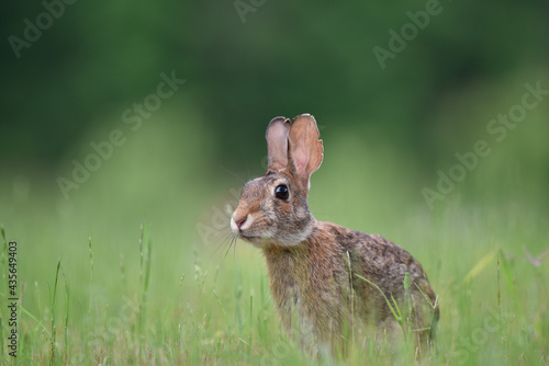 rabbit in the grass © Pam