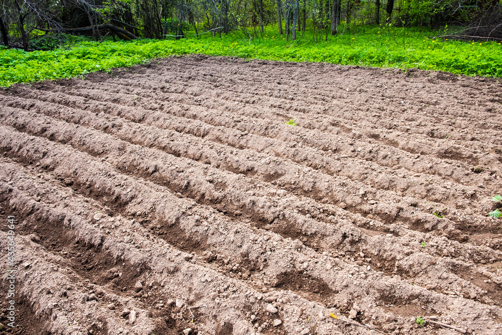 Preparing the land before planting potatoes on your site. Preparing the land before planting potatoes on your site.