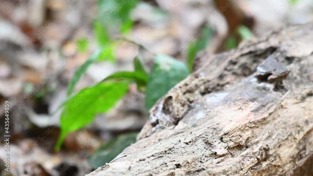 Eared Pitta, Hydrornis phayrei, Thailand; perched on log during the afternoon in the forest then jumps off to forage for more food. Eared Pitta, Hydrornis phayrei, Thailand; perched on log during the afternoon in the forest then jumps off to forage for more food.