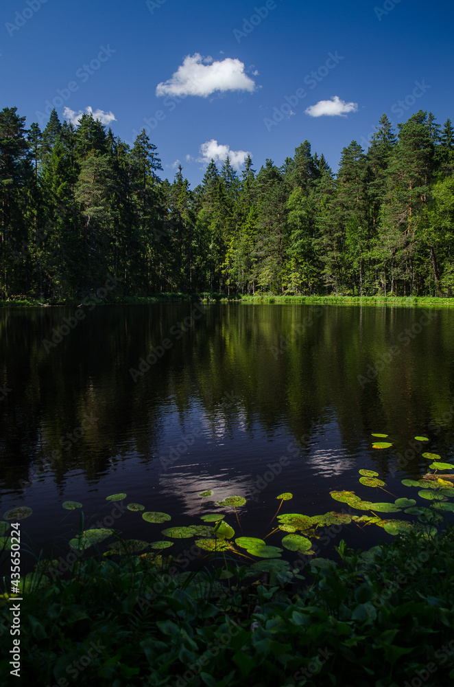 Beautiful Sapnu (Dreams) lake in sunny summer evening, Talsi, Latvia.