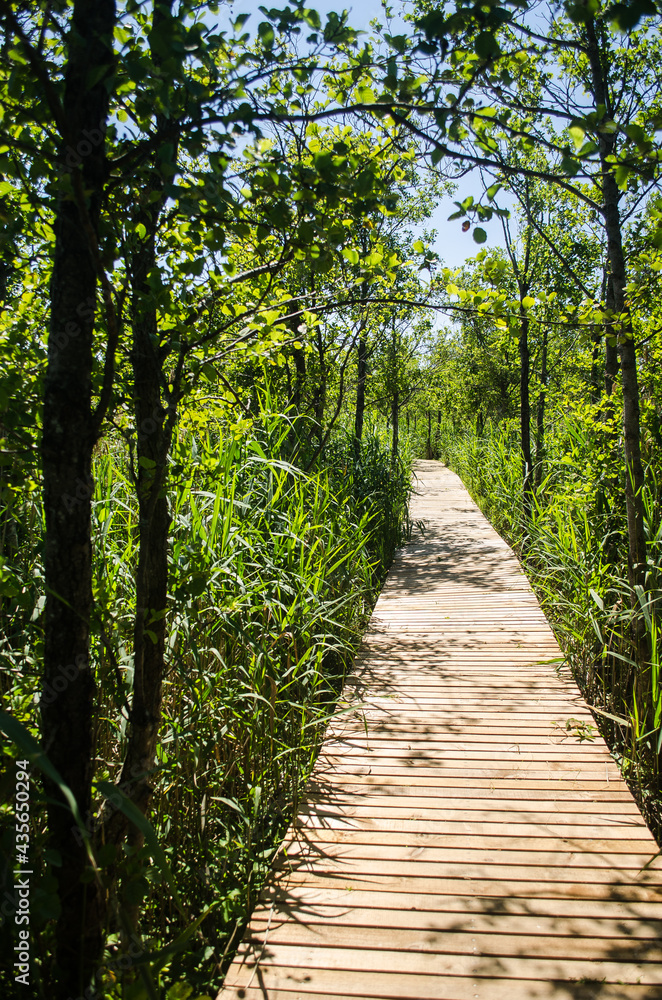 Wooden footbridge and reeds along Busnieks lake, Ventspils, Latvia. Wooden footbridge and reeds along Busnieks lake, Ventspils, Latvia.