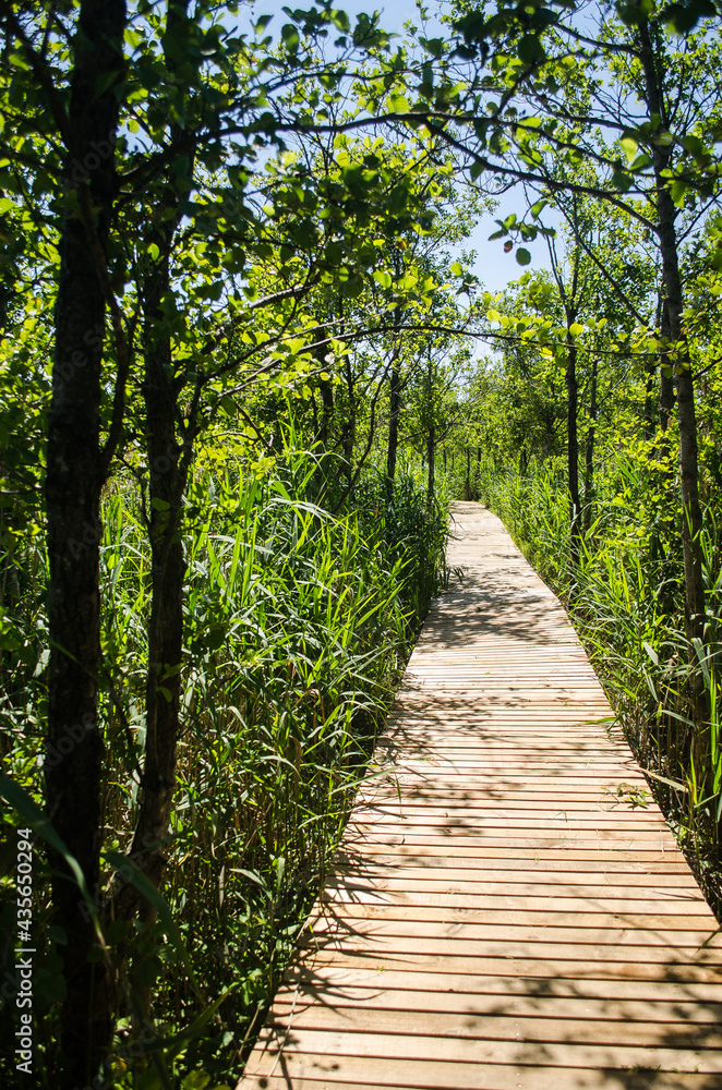 Wooden footbridge and reeds along Busnieks lake, Ventspils, Latvia.