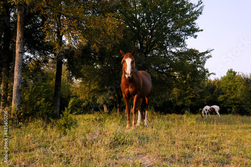 Sorrel mare horse in Texas summer field