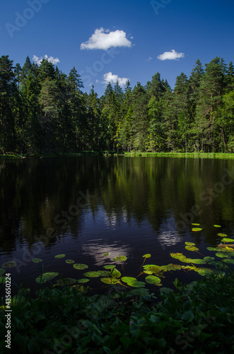 Beautiful Sapnu (Dreams) lake in sunny summer evening, Talsi, Latvia.