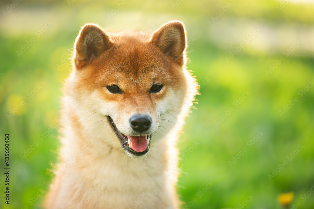 Beautiful and happy red shiba inu dog sitting in the green grass in summer. Cute japanese red dog posing at sunset.