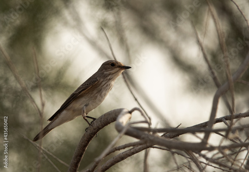 Portrait of a Spotted Flycatcher at Asker marsh