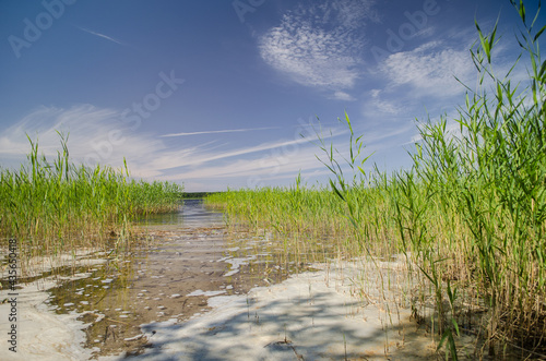 Reeds along the shore of Busnieks lake in Ventspils  Latvia.