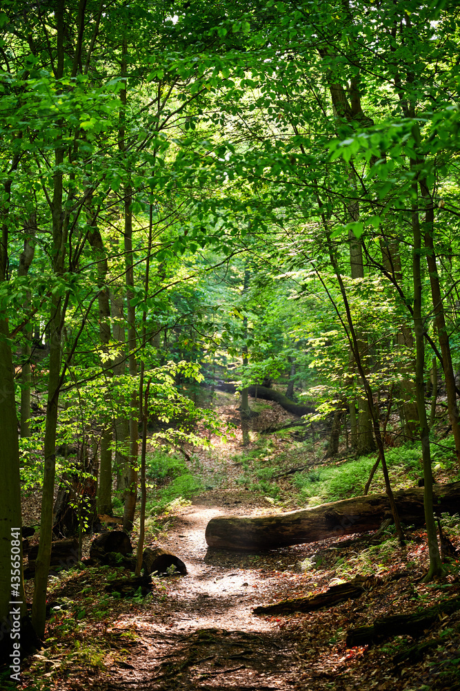Obraz premium Admiring the beautiful light shining through the tree leaves and the morning fog on a challenging woodland trail near Pittsburgh in Western Pennsylvania on a spring day of May 25th, 2021.