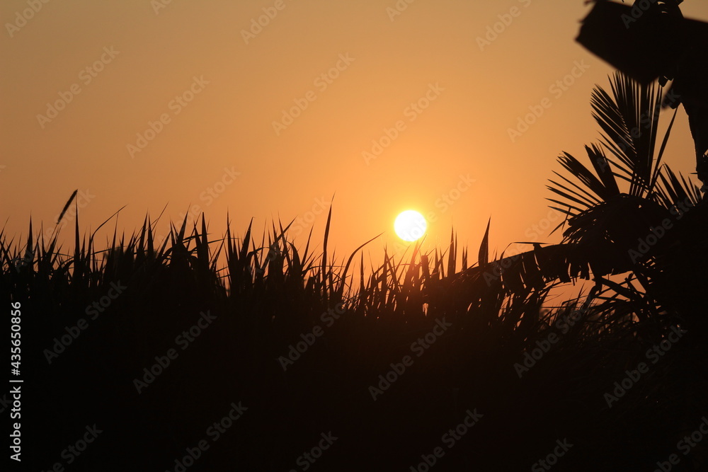 sunrise behind the palm trees on the early morning with golden sky. Sunrise behind the grass on the grass field