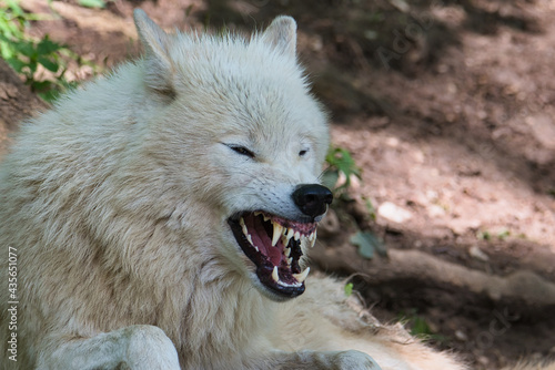 Nahaufnahme eines weissen Wolf der seine Zähne fletscht