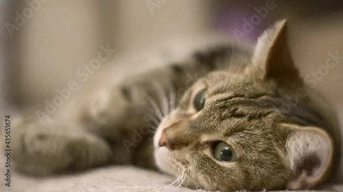Domestic cat is lying on the couch and resting.